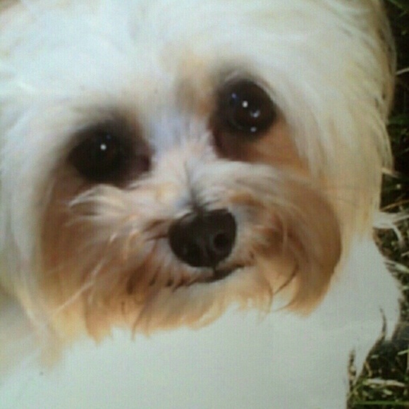 Meet your Posher, Sharon - Picture 2 of 2